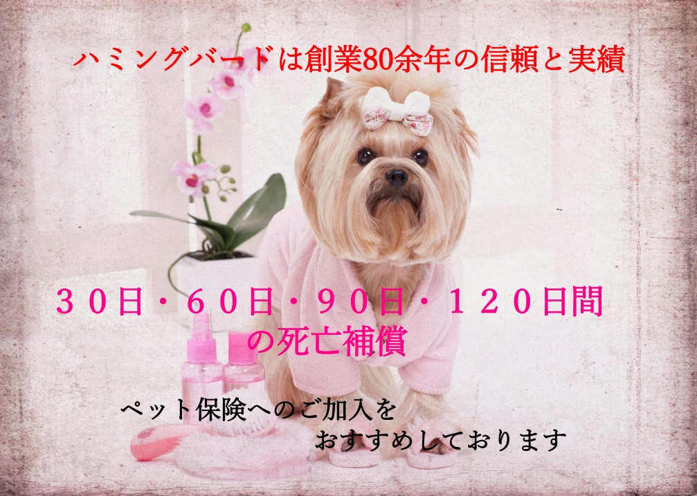 コムペット　ミリミリ　ピンク＆茶色　愛犬を乗せてのお散歩にどうぞ！　送料無料